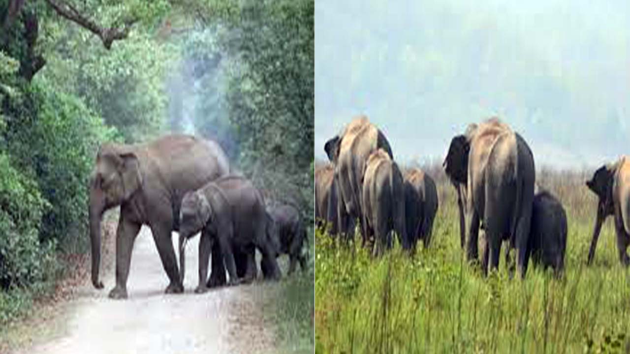 Elephant Corridor Ramnagar