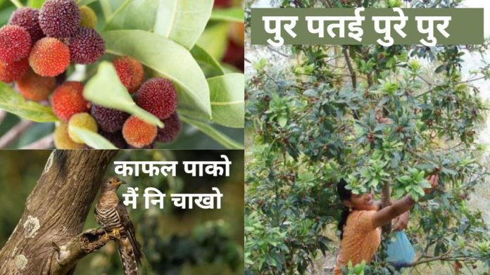 Kafal Fruit in Uttarakhand