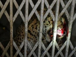 leopard entered in ghaziabad court