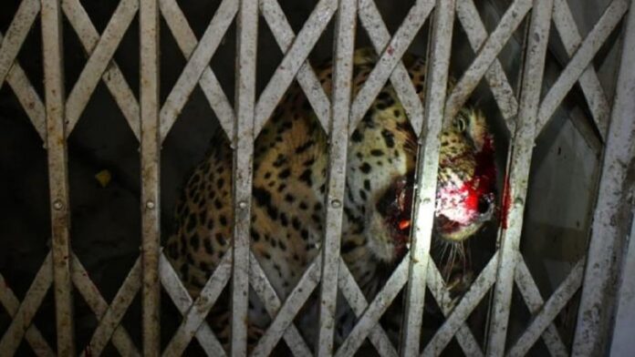 leopard entered in ghaziabad court