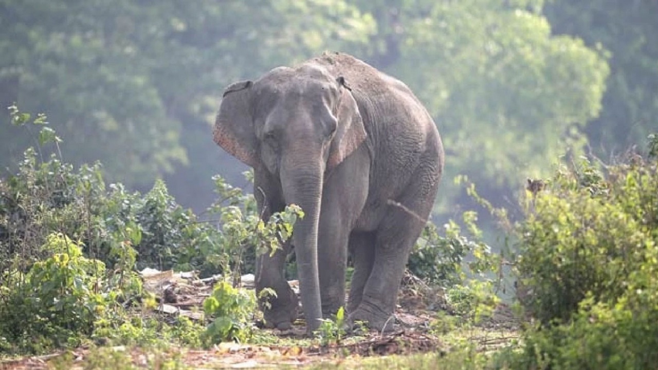 Elephant Attack in Rishikesh