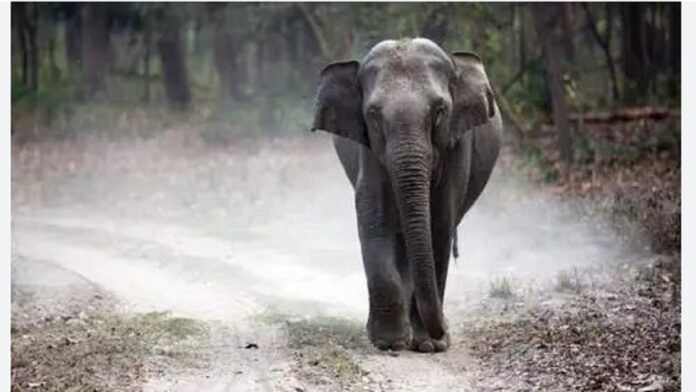 Elephant in Rishikesh