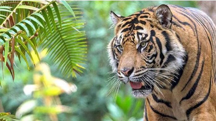Tiger terror in Uttarakhand