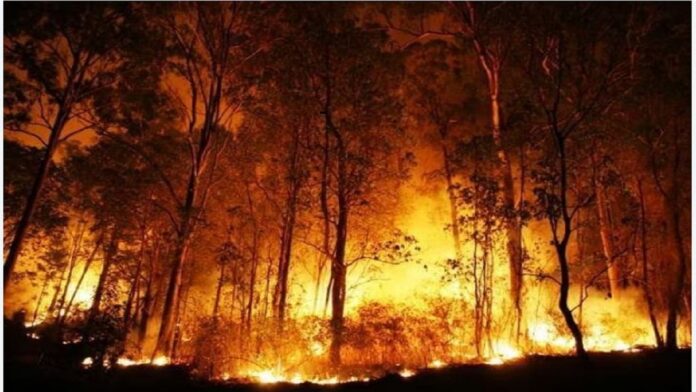 Uttarakhand forest fire incidents