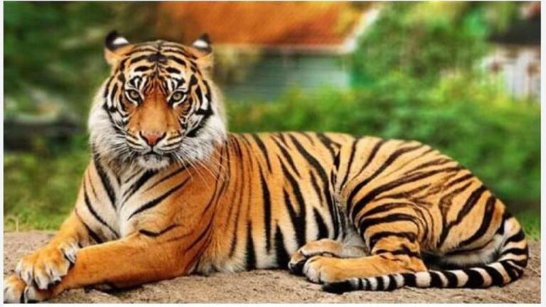 बाघों के लिए नहीं रहा अब सुरक्षित उत्तराखंड? 5 महीनों में 13 की मौत!