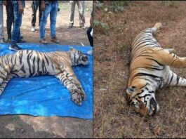 Tiger Death