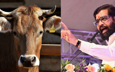 महाराष्ट्र सरकार ने देशी गाय को दिया राज्यमाता का दर्जा, ऐसा करने वाला देश का पहला राज्य RAJMATA GAUMATA STATUS TO COW