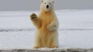 Polar Bear