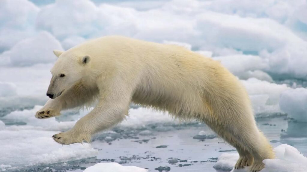 Polar Bear in Iceland