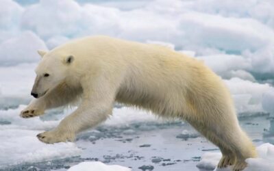 करीब 8 साल बाद आइसलैंड में दिखा एक दुर्लभ ध्रुवीय भालू Polar Bear in Iceland