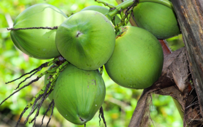 नारियल हैं सेहत का खजाना, इसलिए कहते हैं इसे भगवान का फल “श्रीफल” COCONUT