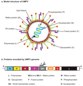 HMPV VIRUS