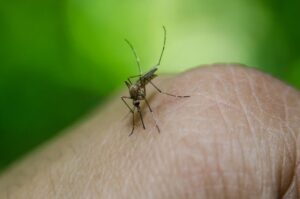 UTTARAKHAND DENGUE ALERT