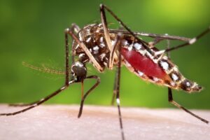 UTTARAKHAND DENGUE ALERT
