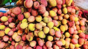 DEHRADUN LITCHI