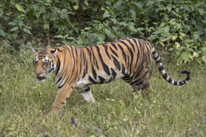 RAMNAGAR TIGER ATTACK