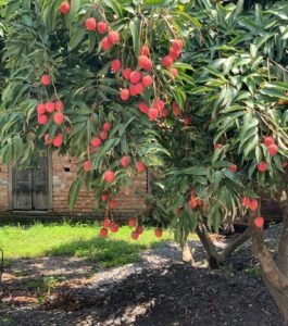 DEHRADUN LITCHI