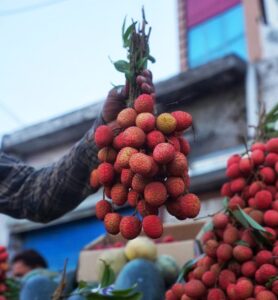 DEHRADUN LITCHI