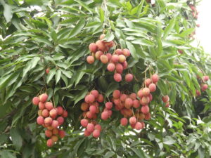 DEHRADUN LITCHI