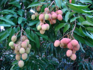 DEHRADUN LITCHI