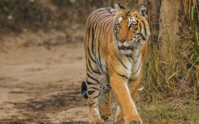 RAMNAGAR TIGER ATTACK