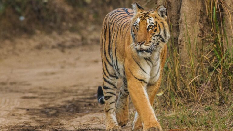 RAMNAGAR TIGER ATTACK