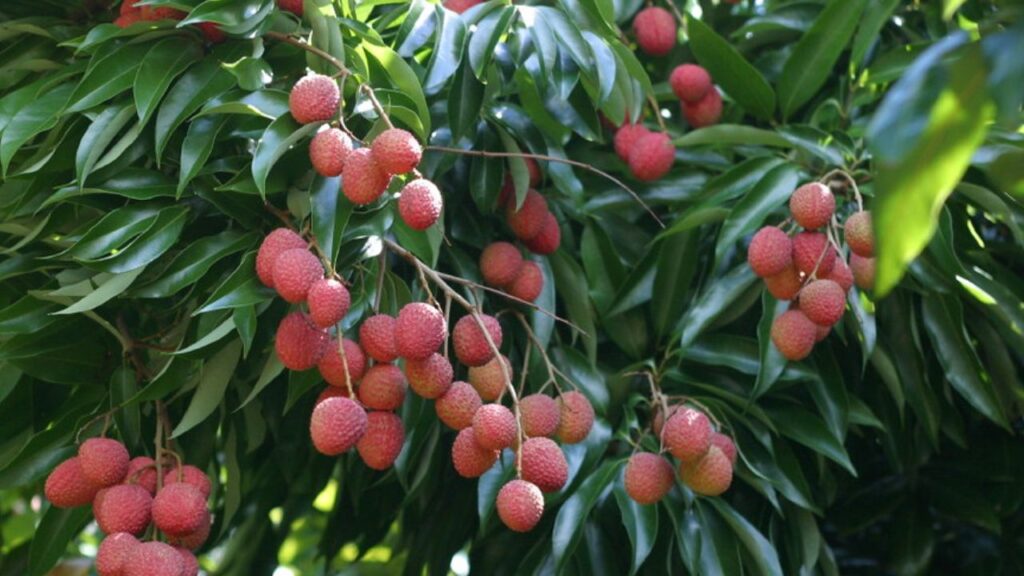 DEHRADUN LITCHI