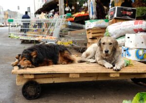 SC ON STRAY DOGS
