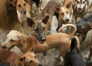STRAY DOGS IN INDIA