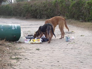 STRAY DOGS IN INDIA