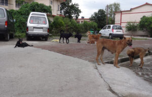 STRAY DOGS IN INDIA