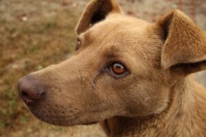 SC ON STRAY DOGS