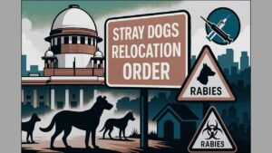 STRAY DOGS IN INDIA