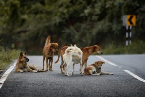 SC ON STRAY DOGS