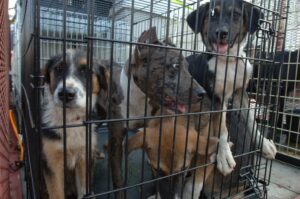 SC ON STRAY DOGS