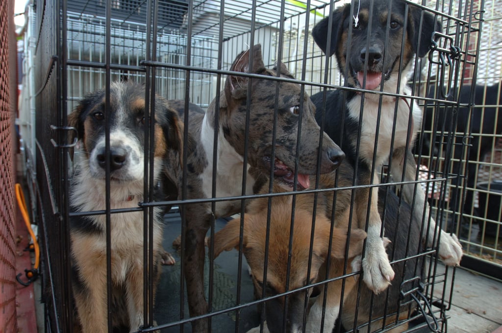 SUPREME COURT ON STRAY DOGS
