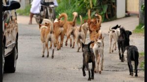 STRAY DOGS IN INDIA