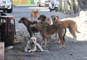 STRAY DOGS IN INDIA