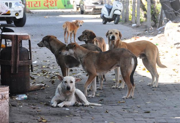 SUPREME COURT ON STRAY DOGS