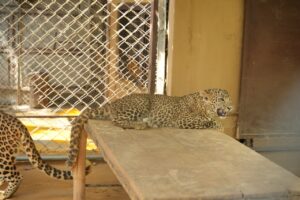 UTTARAKHAND WILDLIFE WEEK 2025