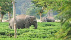 ELEPHANT DNA SURVEY