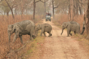 ELEPHANT DNA SURVEY