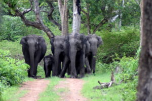 ELEPHANT DNA SURVEY