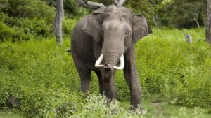 ELEPHANT DNA SURVEY
