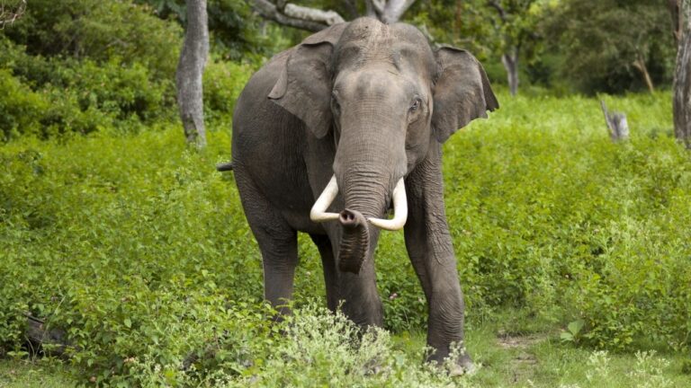 ELEPHANT DNA SURVEY