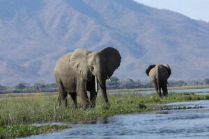 ELEPHANT DNA SURVEY