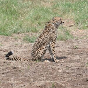 PROJECT CHEETAH INDIA STATUS