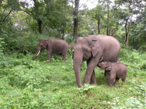 UTTARAKHAND HUMAN WILDLIFE CONFLICT