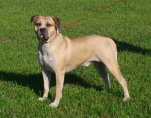 DEHRADUN DOG LICENSE