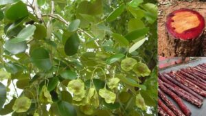 RED SANDERS CONSERVATION